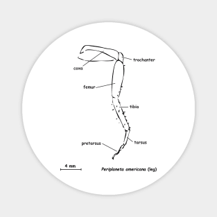 Cockroache leg, labeled Magnet